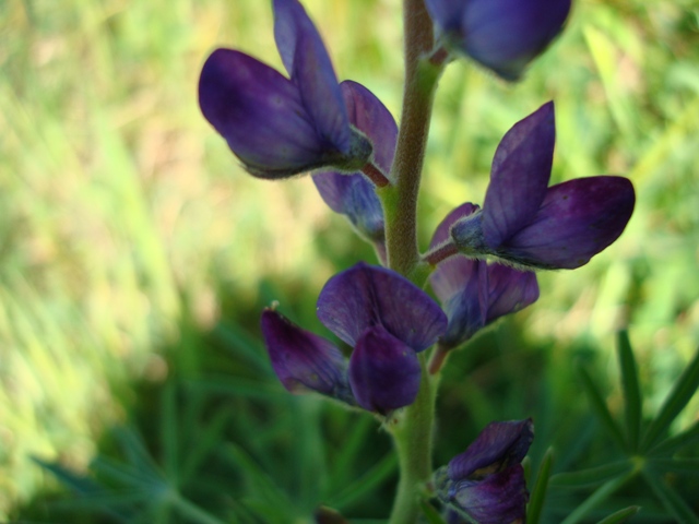 Lupinus angustifolius