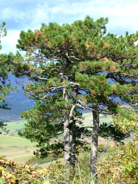 Pinus nigra ssp. laricio