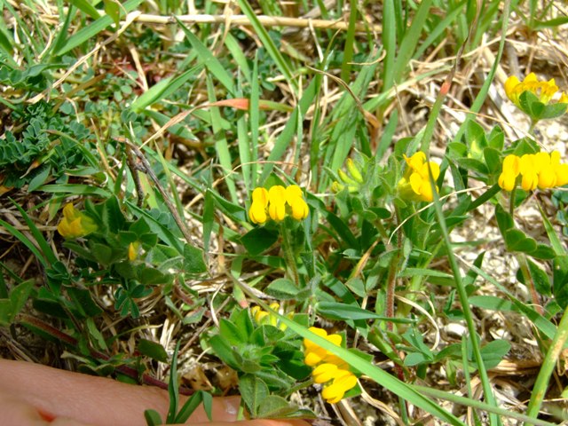 Lotus ornithopodioides