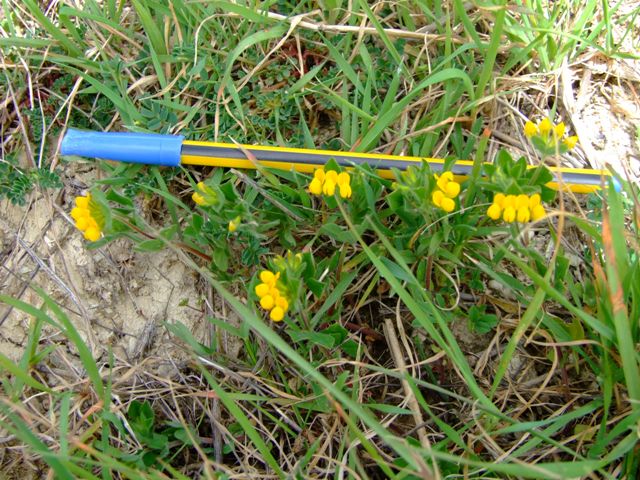 Lotus ornithopodioides