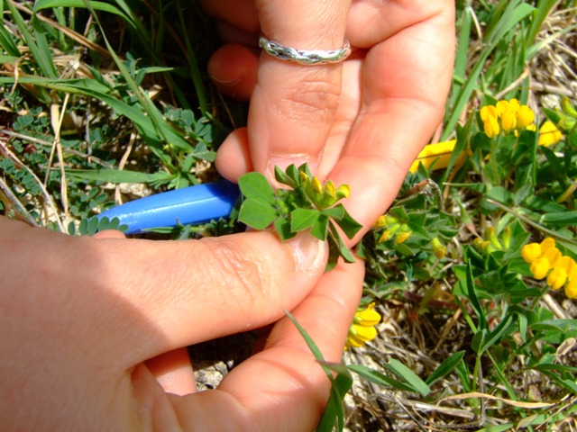 Lotus ornithopodioides