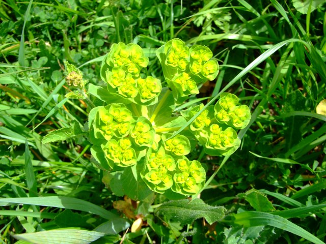 Euphorbiaceae - Euphorbia helioscopia