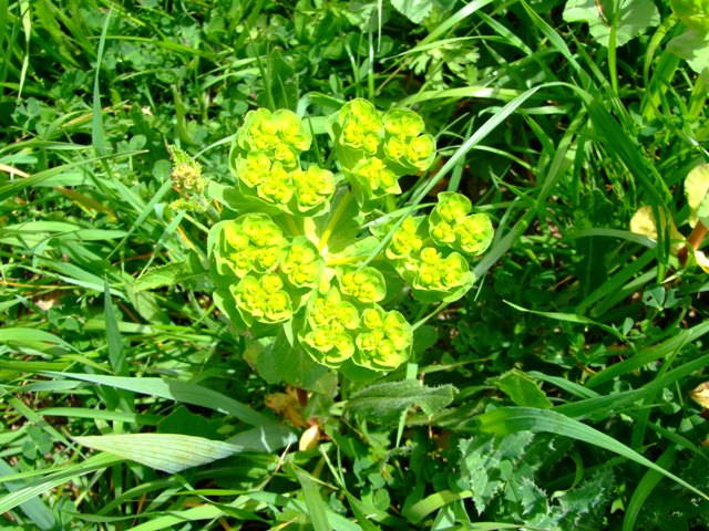 Euphorbiaceae - Euphorbia helioscopia