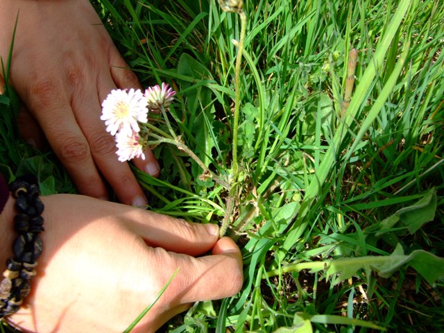 Crepis vesicaria L. subsp. bivoniana