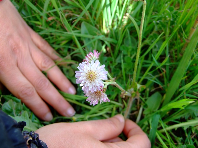 Crepis vesicaria L. subsp. bivoniana