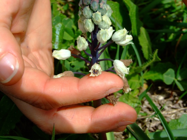 Bellevalia romana