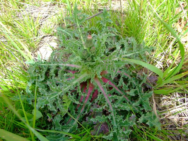 Asteraceae - Sonchus asper s.l.