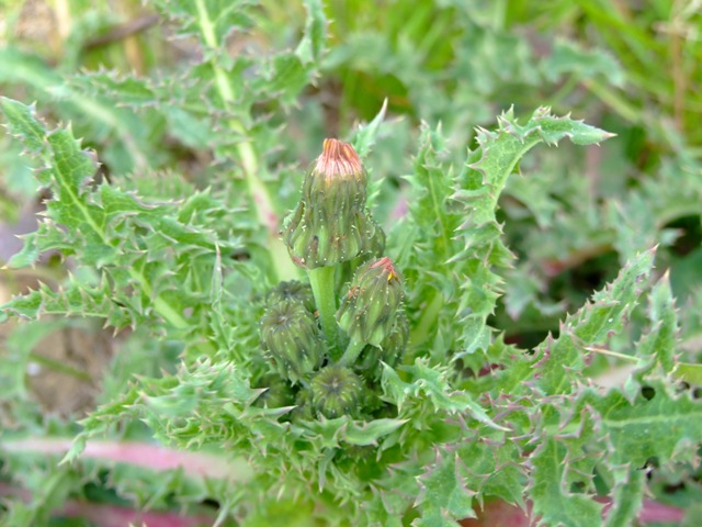 Asteraceae - Sonchus asper s.l.