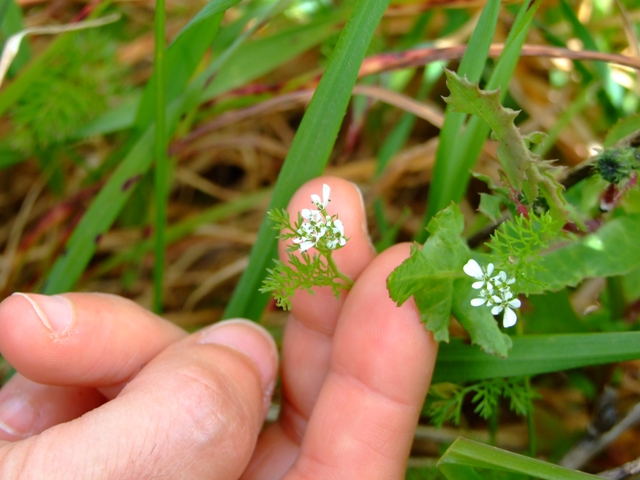 Piccola piantina  -  Scandix sp.