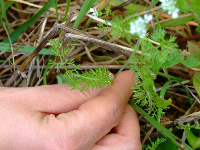 Piccola piantina  -  Scandix sp.