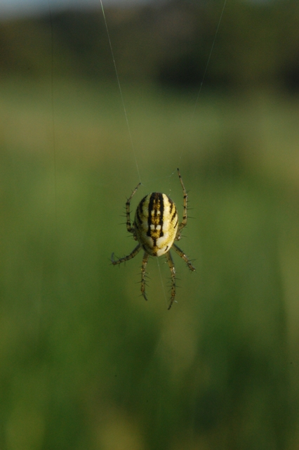 Mangora acalypha