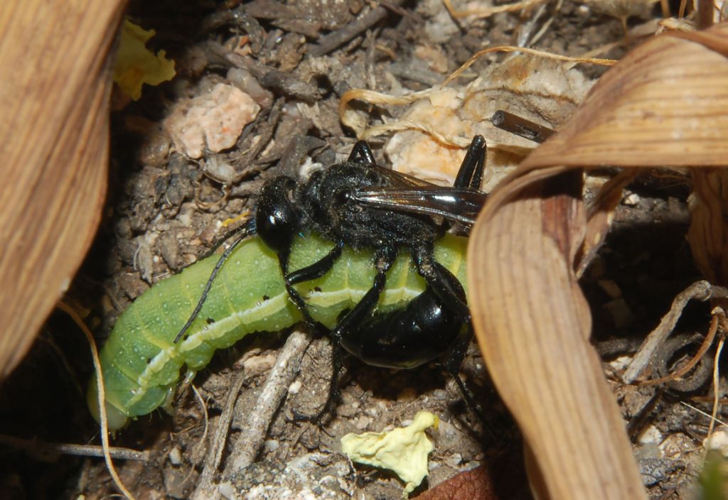 Caccia grossa Podalonia hirsuta mervensis F (Sphecidae)