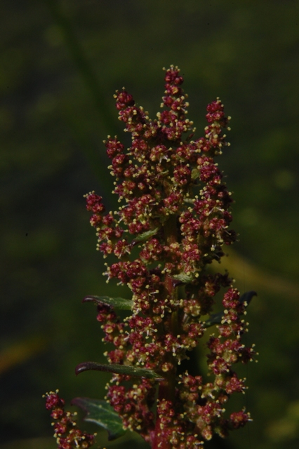 Oxybasis chenopodioides (=Chenopodium chenopodioides)/Farinello a grappolo