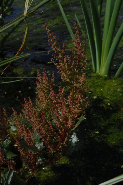 Oxybasis chenopodioides (=Chenopodium chenopodioides)/Farinello a grappolo