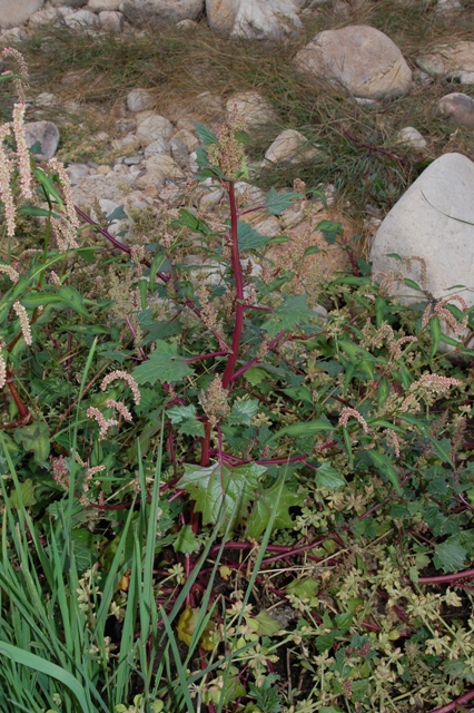 Oxybasis chenopodioides (=Chenopodium chenopodioides)/Farinello a grappolo