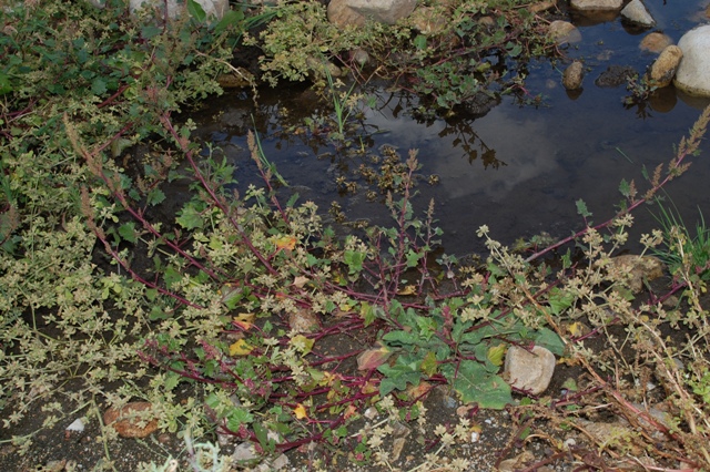 Oxybasis chenopodioides (=Chenopodium chenopodioides)/Farinello a grappolo