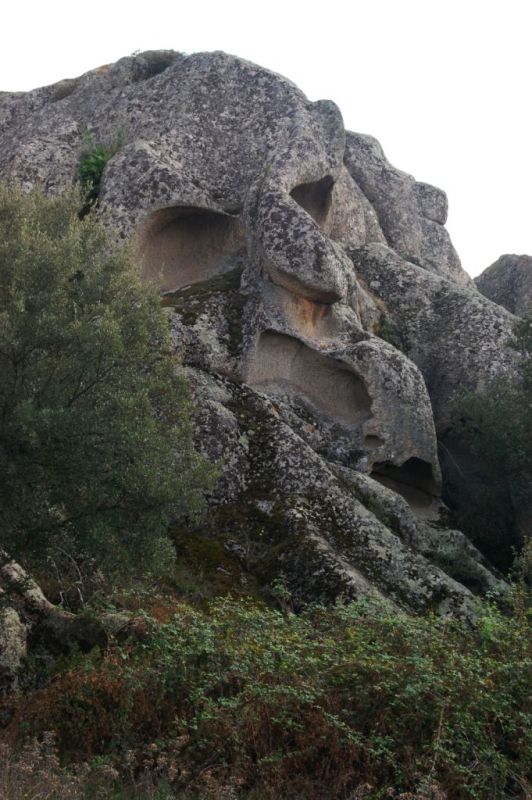 Stambecco con gli sci