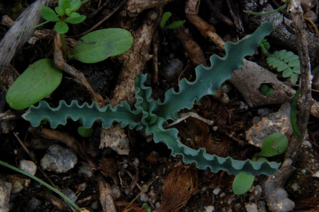 Charybdis undulata / Scilla ondulata