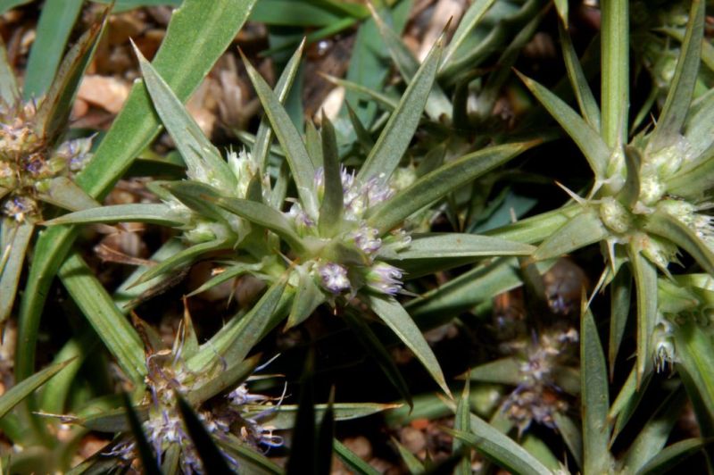 Eryngium barrelieri / Calcatreppola di Barrelier