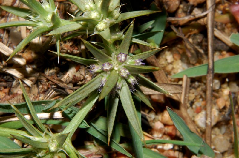 Eryngium barrelieri / Calcatreppola di Barrelier