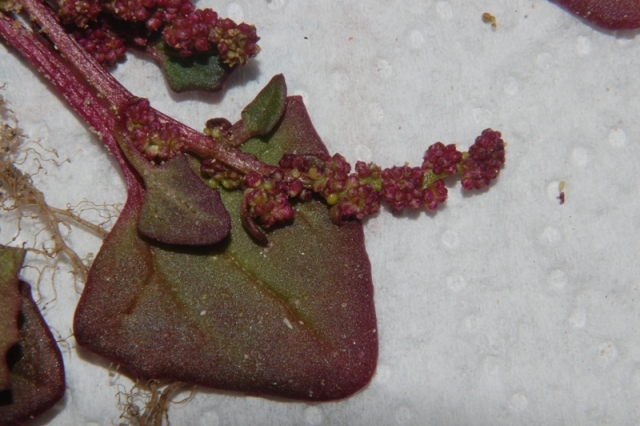 Oxybasis chenopodioides (=Chenopodium chenopodioides)/Farinello a grappolo