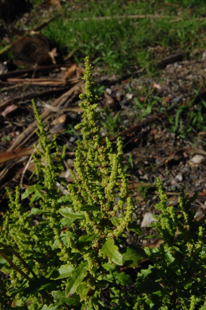 Dysphania ambrosioides (L.) Mosyakin & Clemants