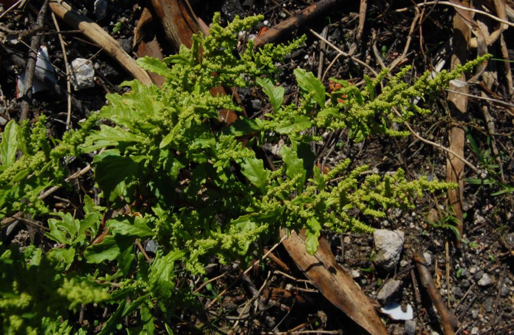 Dysphania ambrosioides (L.) Mosyakin & Clemants