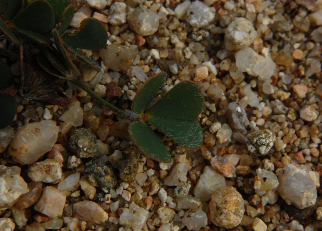 Marsilea strigosa  / Trifoglio acquatico peloso