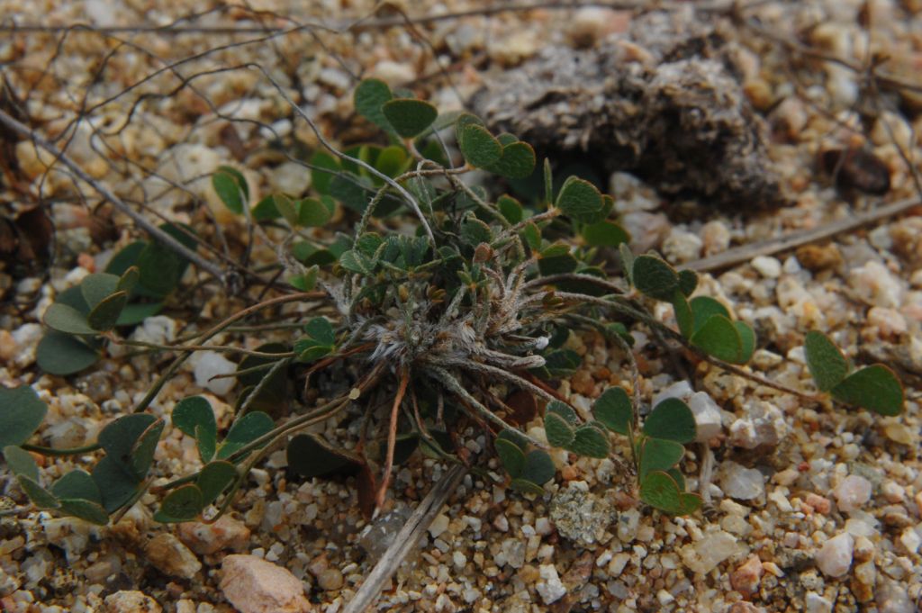 Marsilea strigosa  / Trifoglio acquatico peloso