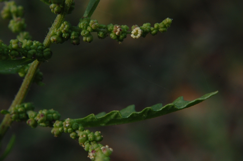 Dysphania ambrosioides (L.) Mosyakin & Clemants