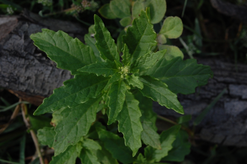 Dysphania ambrosioides (L.) Mosyakin & Clemants