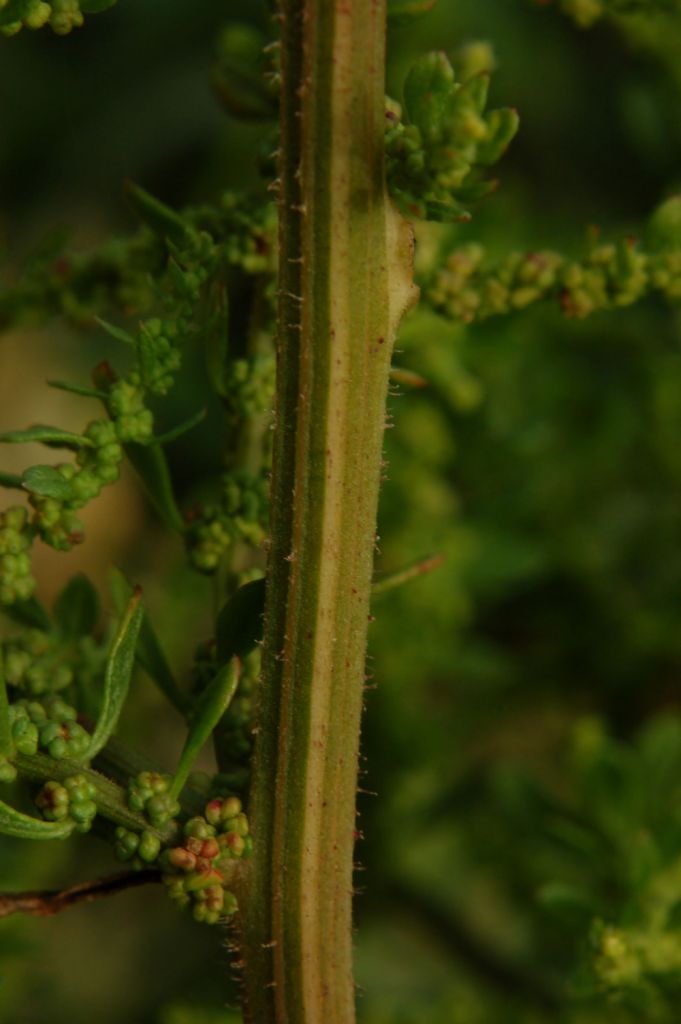 Dysphania ambrosioides (L.) Mosyakin & Clemants