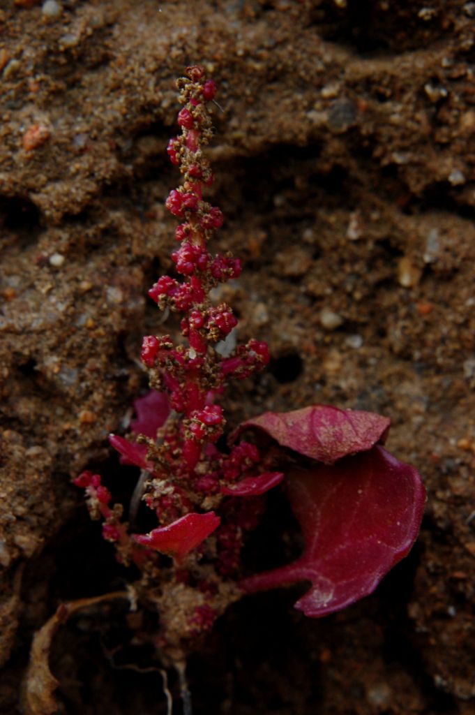 Oxybasis chenopodioides (=Chenopodium chenopodioides)/Farinello a grappolo