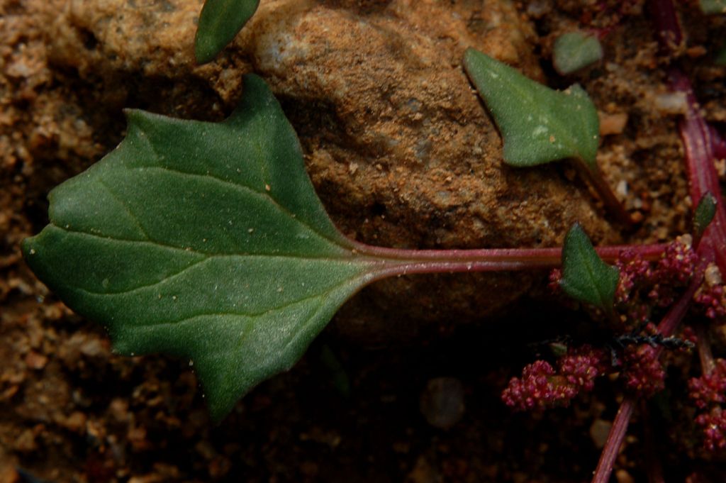 Oxybasis chenopodioides (=Chenopodium chenopodioides)/Farinello a grappolo