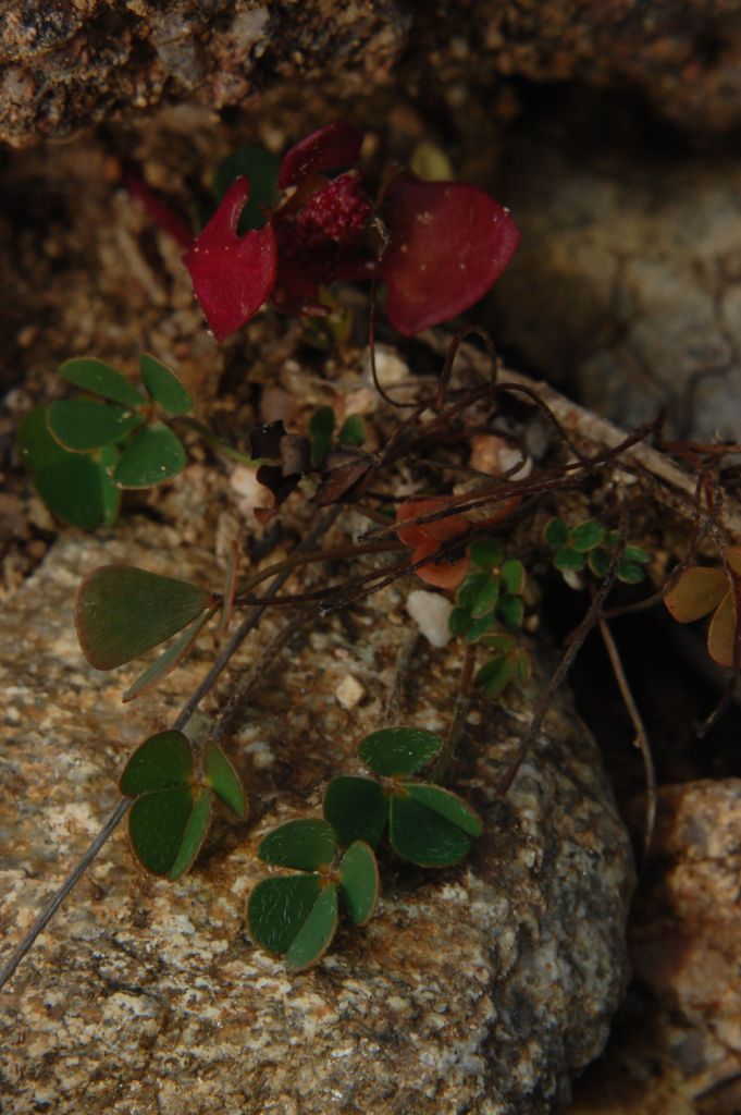 Marsilea strigosa  / Trifoglio acquatico peloso