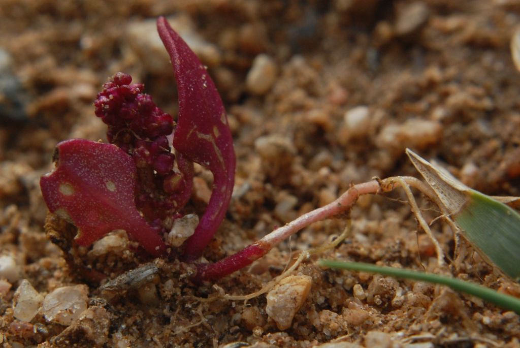 Oxybasis chenopodioides (=Chenopodium chenopodioides)/Farinello a grappolo