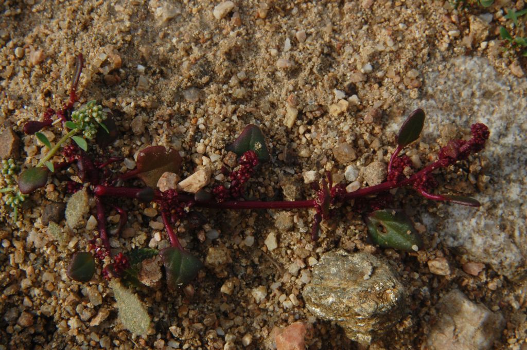 Oxybasis chenopodioides (=Chenopodium chenopodioides)/Farinello a grappolo