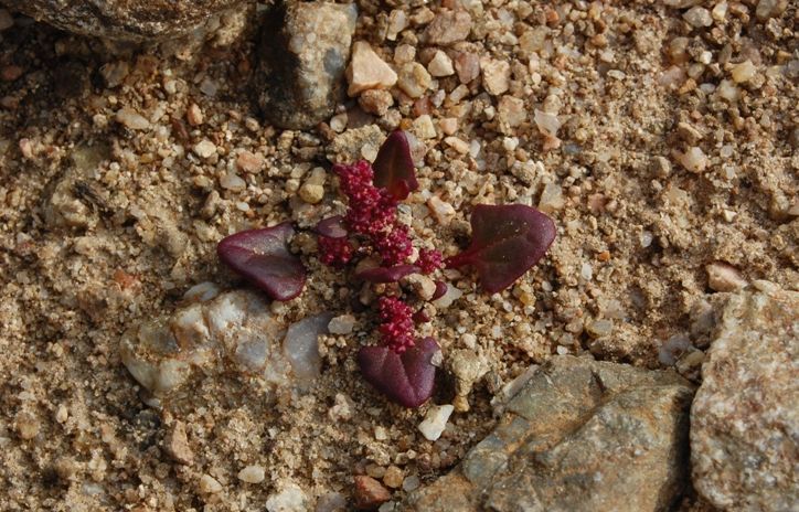 Oxybasis chenopodioides (=Chenopodium chenopodioides)/Farinello a grappolo