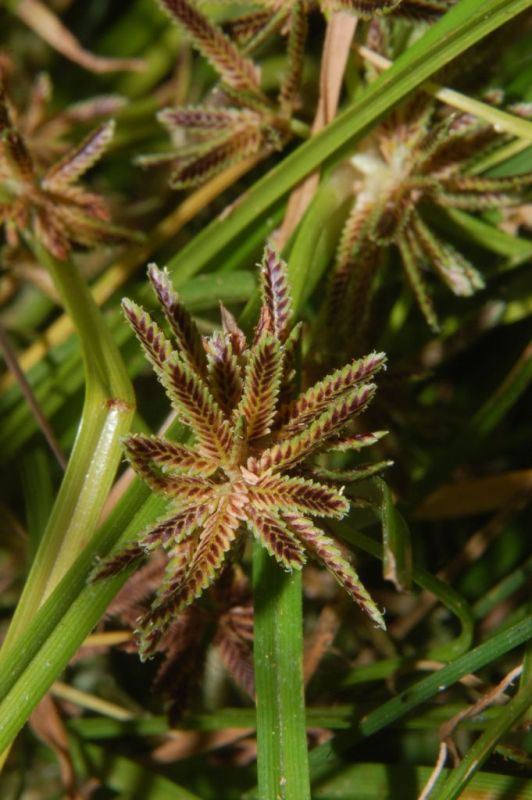 Cyperus fuscus / Zigolo nero