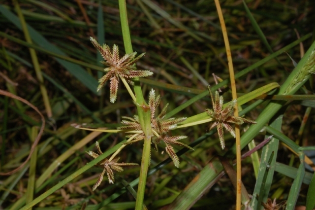 Cyperus fuscus / Zigolo nero