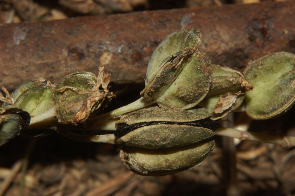 Charybdis undulata / Scilla ondulata