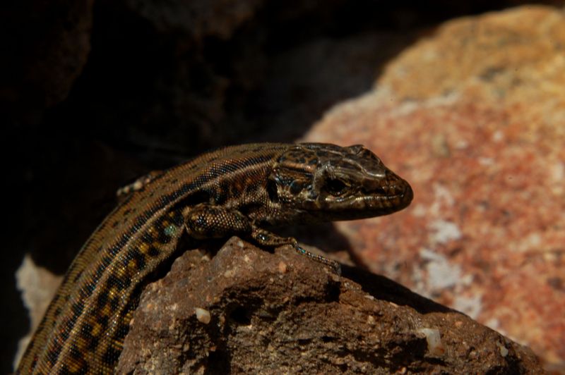 Podarcis lacerta tiliguerta