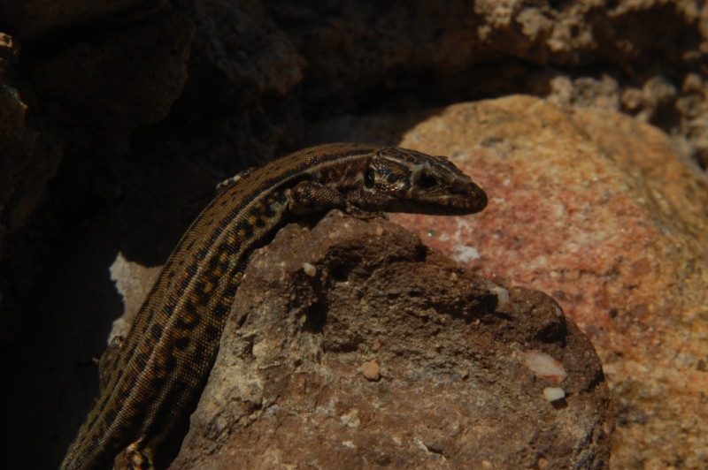 Podarcis lacerta tiliguerta