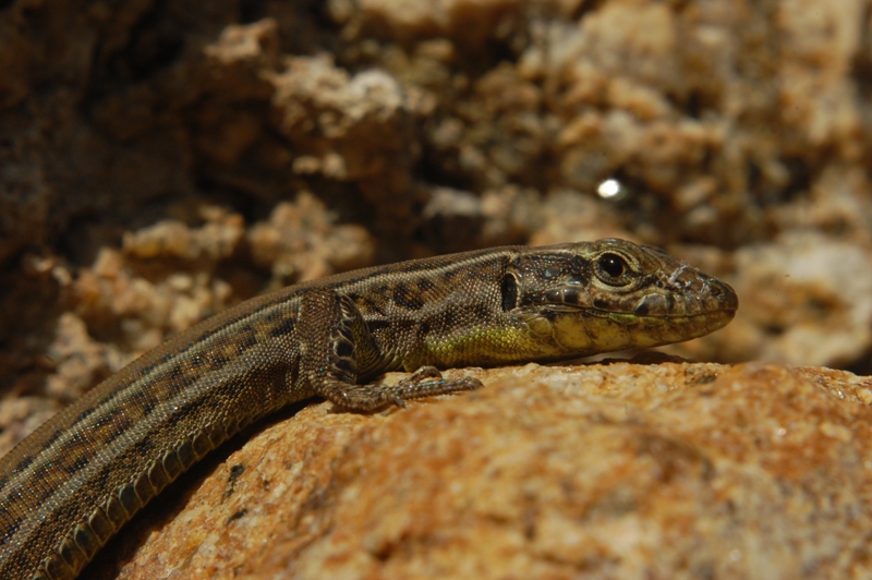 Podarcis lacerta tiliguerta