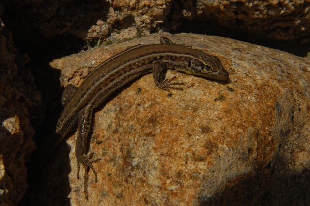 Podarcis lacerta tiliguerta