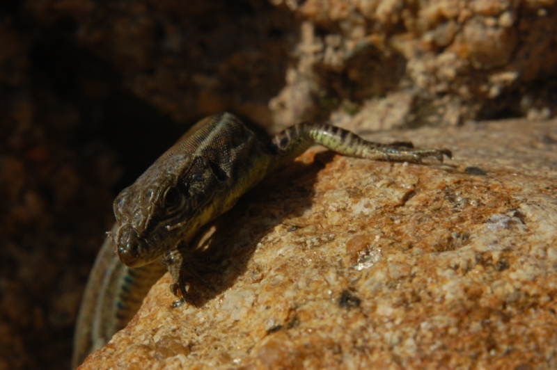 Podarcis lacerta tiliguerta