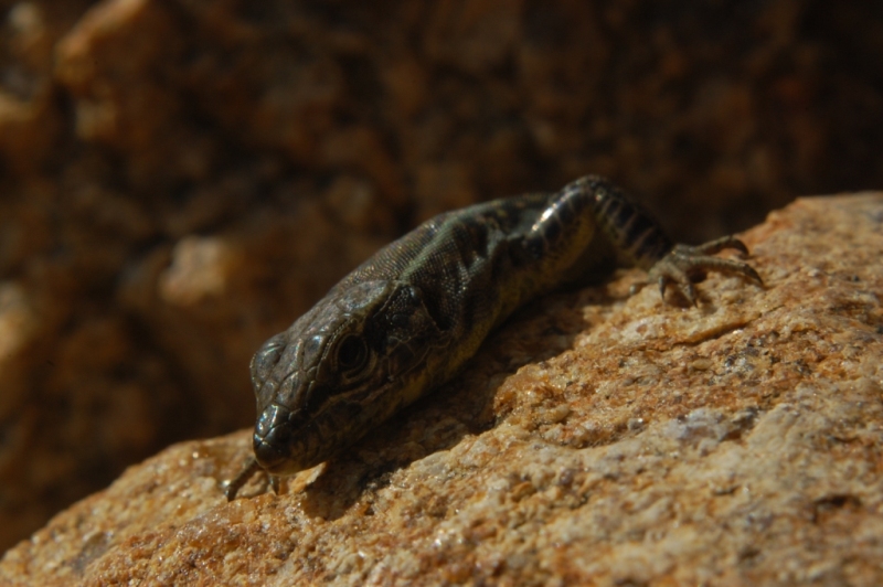 Podarcis lacerta tiliguerta