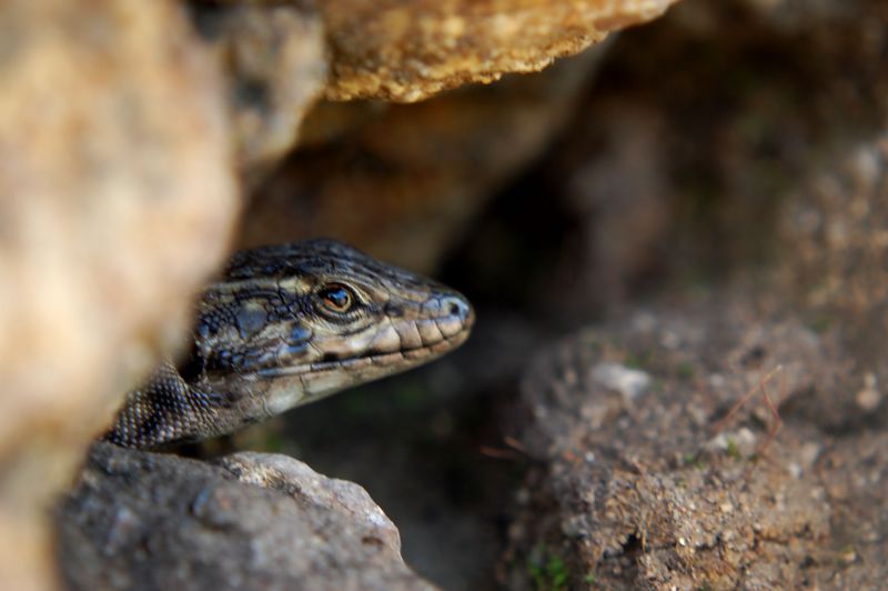 Podarcis lacerta tiliguerta