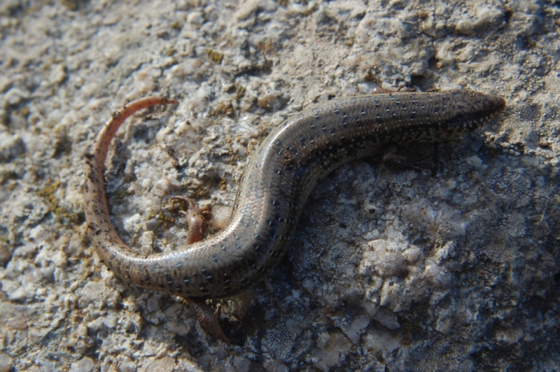 Chalcides ocellatus tiligugu