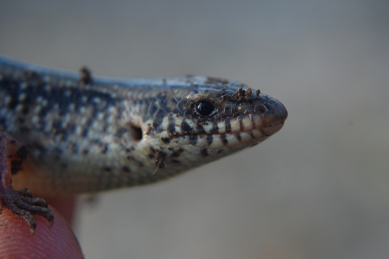 Chalcides ocellatus tiligugu